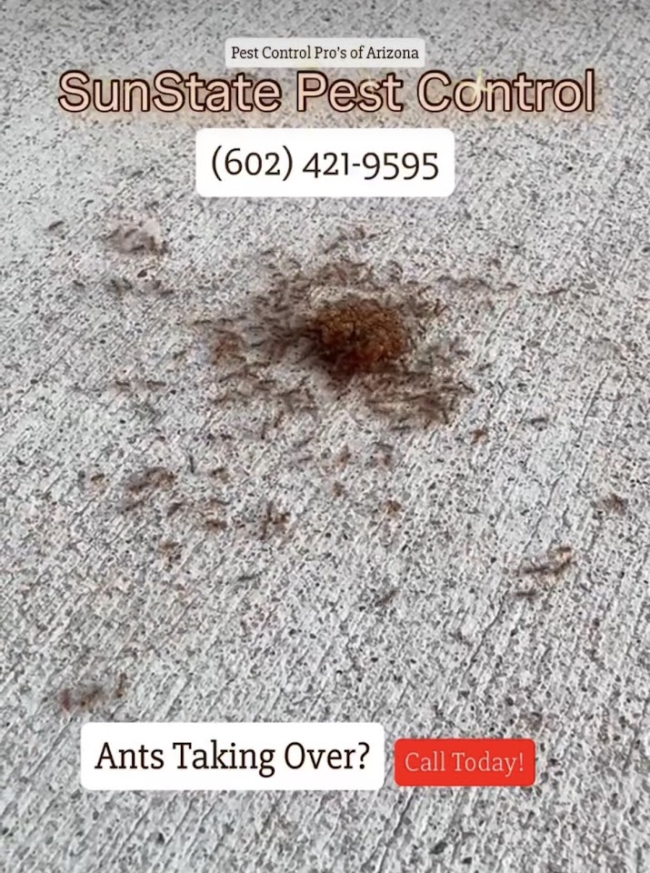 SunState Pest Control project